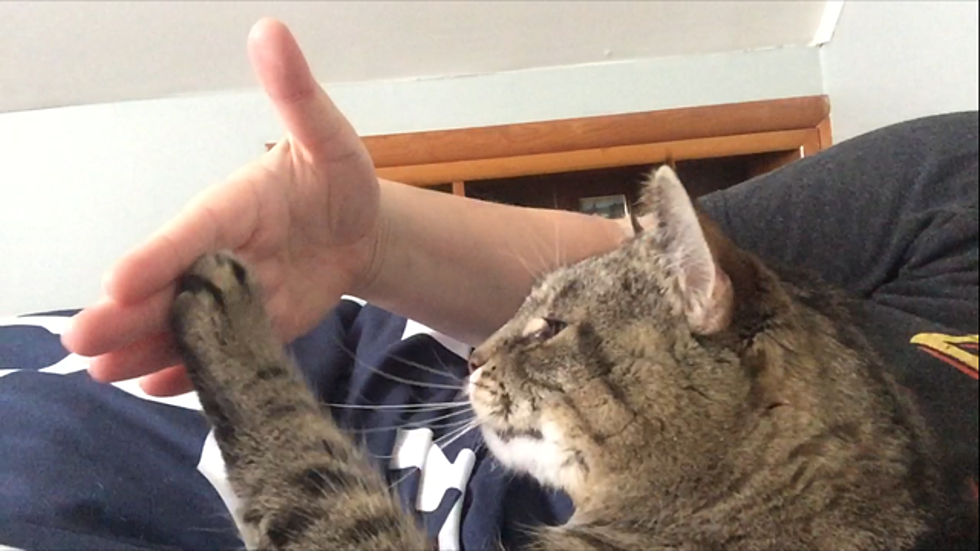 Spartacus The Diabetic Cat Joins The Trend, Dishes Out High-Fives [VIDEO]