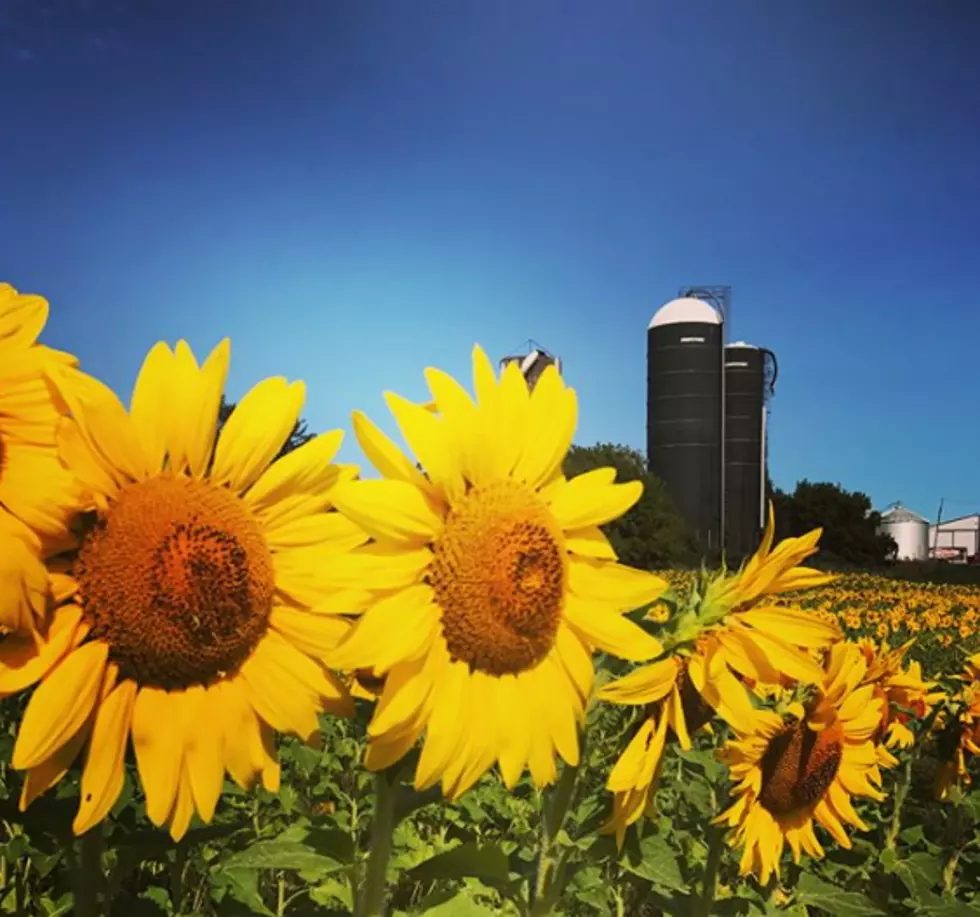 Sweet! The Coolest Instagram Pics From This Sunflower Hot Spot Everyone in Buffalo Is Going To [PICTURES]