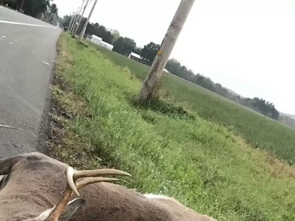 Large Buck Found on North Collins Highway