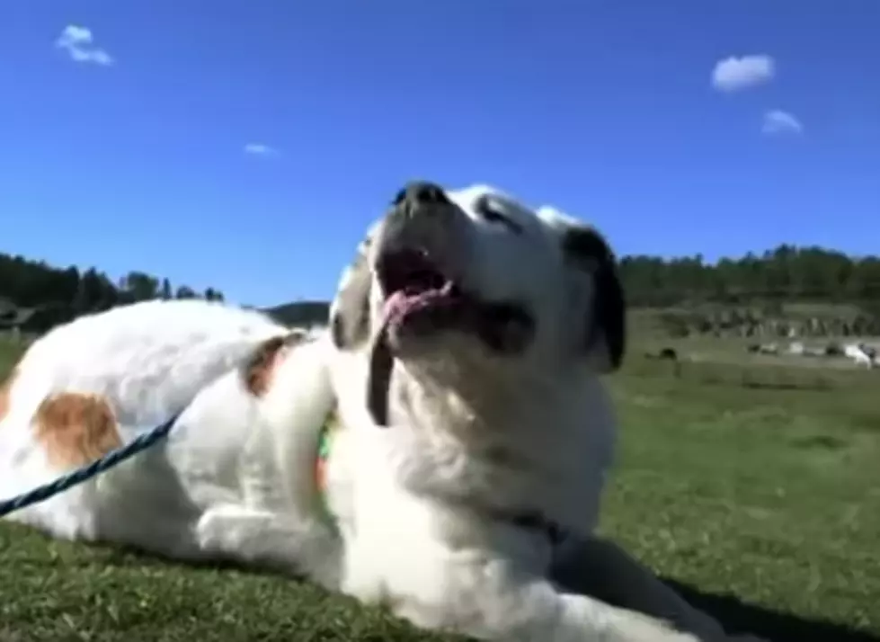 Family Dog Has Nearly Eight Inch Tongue [VIDEO]