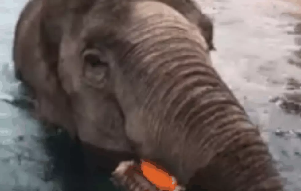 Watch Surapa the Elephant Eat a Pumpkin at Buffalo Zoo