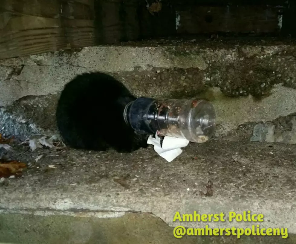PICTURES: Kitten Gets Head Stuck in Glass Bottle in Amherst