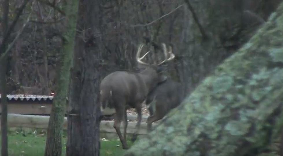 WATCH: Big Buck Breeds a Doe in Clay’s Backyard [VIDEO]