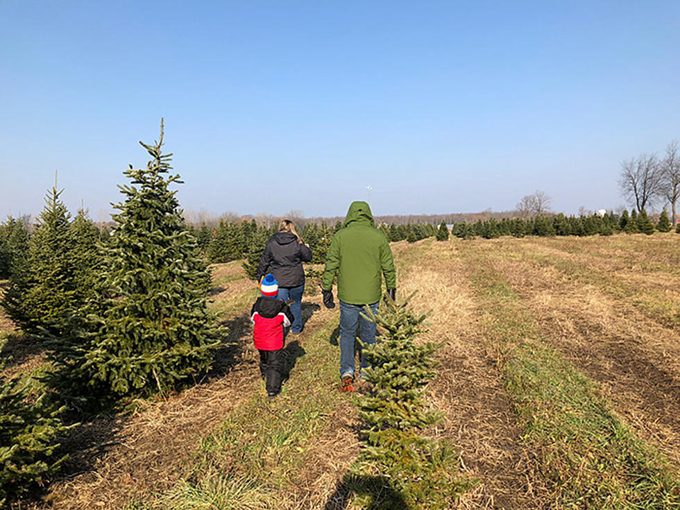 Akron Acres Delivers Memories and Fresh Cut Trees [PHOTOS]