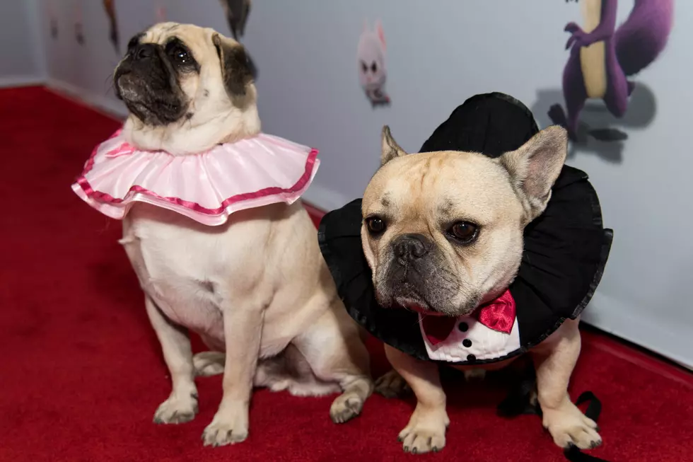 Get Your Pet Photo With Santa And Buffalo Pug & Small Breed Rescue