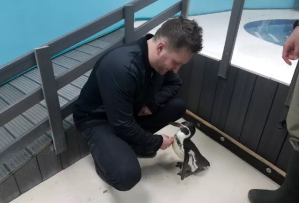Coolest Things To Do Around Buffalo 2018: Meet Penguins + Seals At The Niagara Aquarium [VIDEOS]