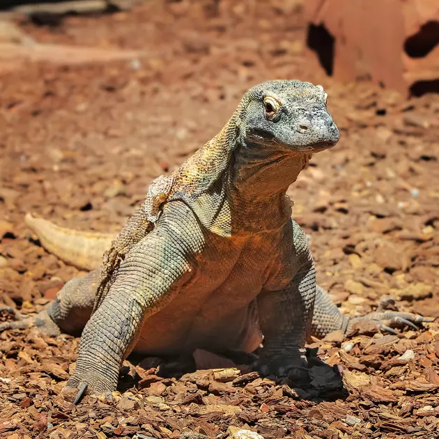 Heard It On New At Noon &#8211; New Reptile House At The Buffalo Zoo