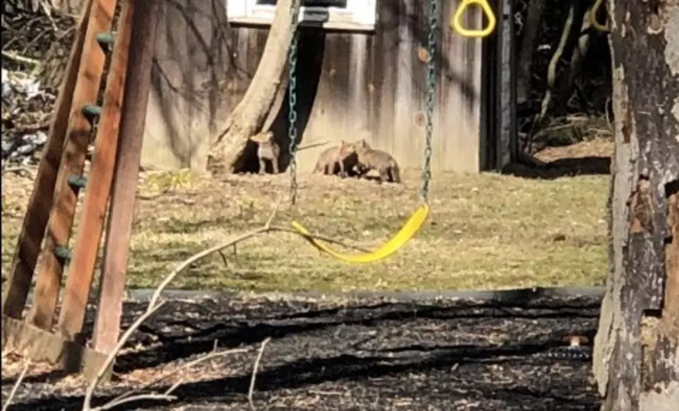 Fox Pups Spotted In East Aurora 
