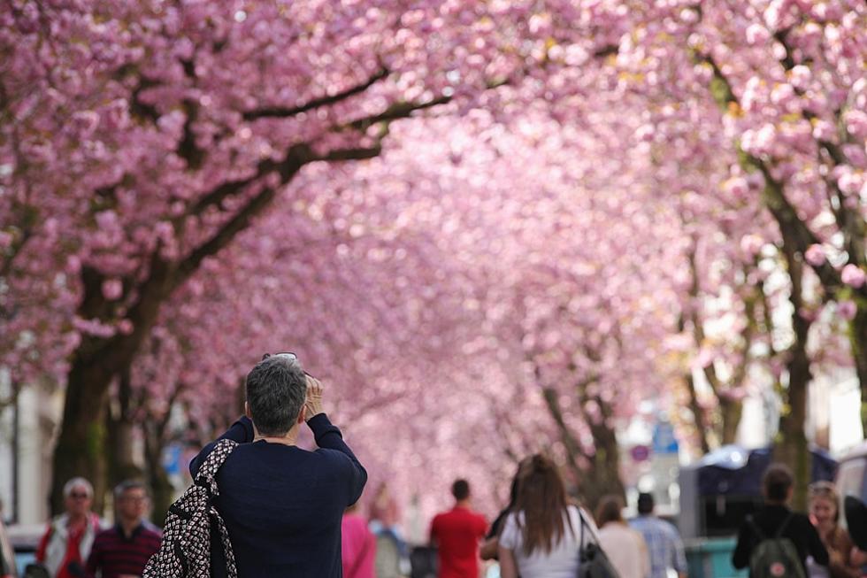 omhyggelig alkove Forbedring Don't Miss Buffalo's Cherry Blossom Festival Through This Weekend