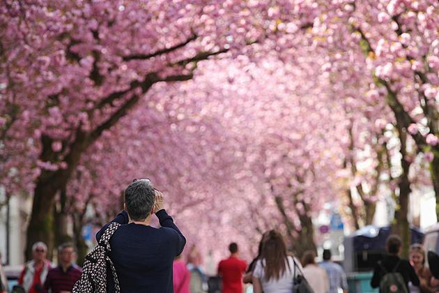 Don&#8217;t Miss Buffalo&#8217;s Cherry Blossom Festival Through This Weekend, May 6th