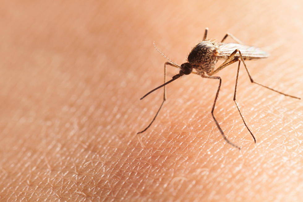 What Can You Do To Make Yourself Less Attractive To Mosquitos?