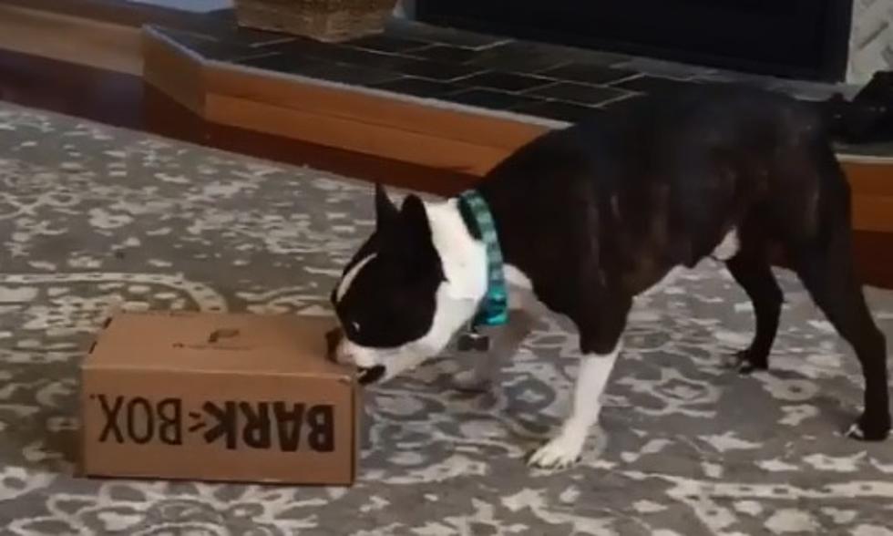 Brett's Dog Frankie Goes Nuts Over What He Gets In The Mail