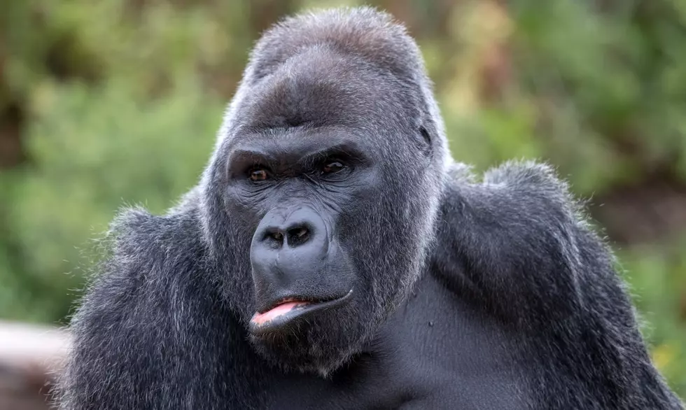 Buffalo Zoo Gorillas Take Part In #NationalSelfieDay