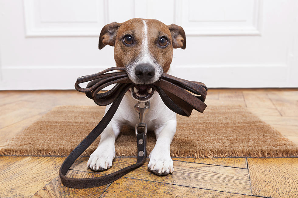 You’ll Need A Shorter Leash For Your Dog This Week