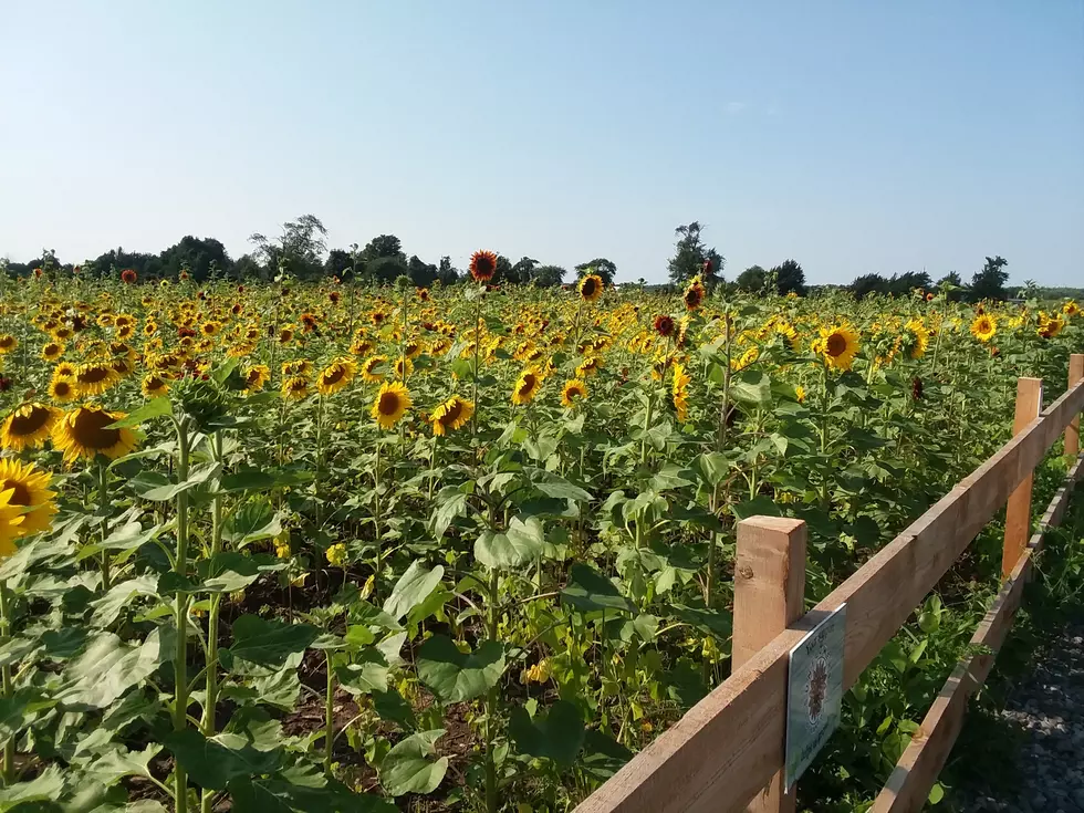Sanborn Sunflower Field Jumping Hurdles To Try and Reopen