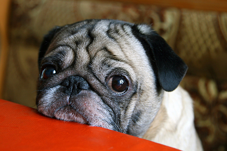 buffalo pug and small breed