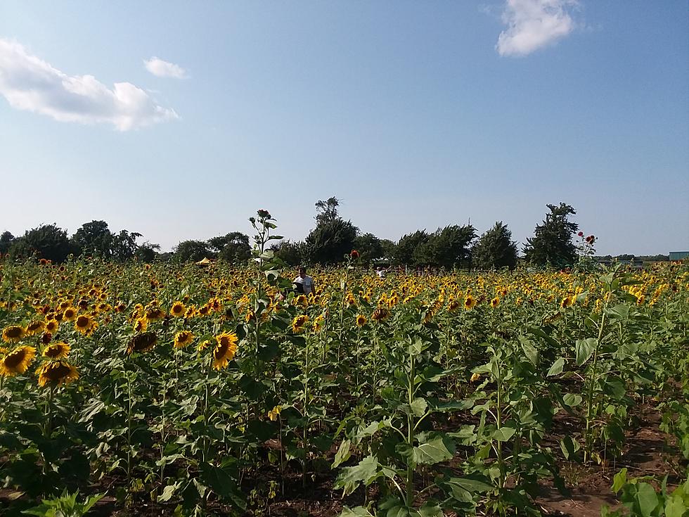 Sunflowers of Sanborn Ordered To Close Down