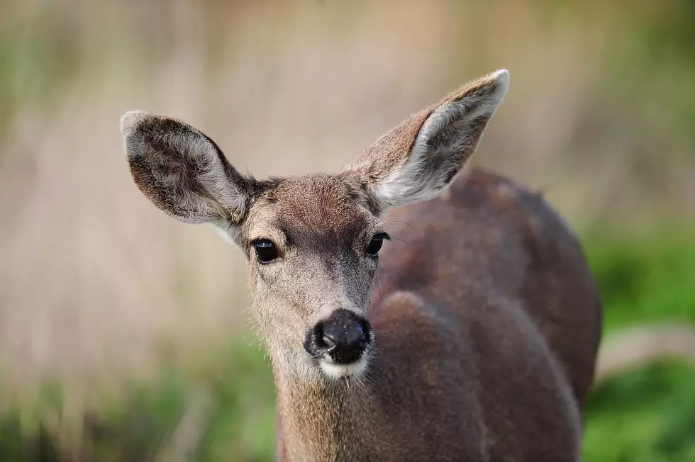 VIDEO: A Real Life Bambi Situation–Bambi & Thumper In The Backyard