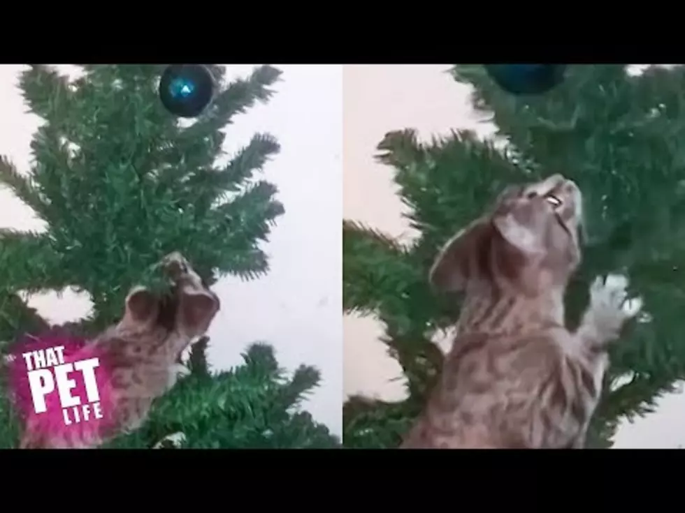 You Can Laugh At These Cats In Christmas Trees, They’re Not Yours