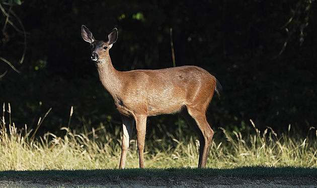 Hunters Warned About &#8216;Zombie Deer Disease&#8217;