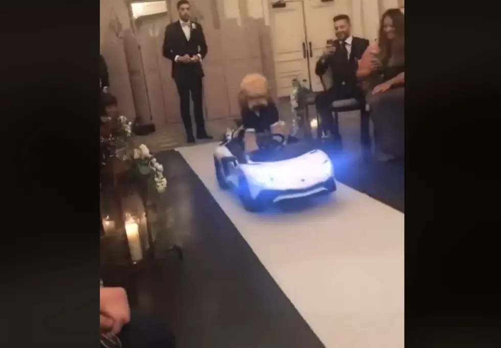 Dog Enters Wedding in Style For The Groom [VIDEO]