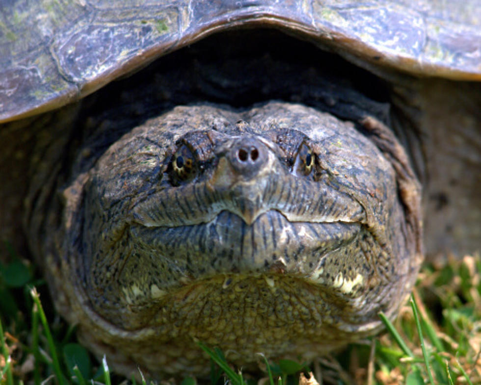 Here&#8217;s Why You Don&#8217;t Touch A Snapping Turtle [WATCH]