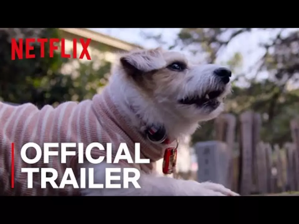 Dog Lovers – You’re Gonna Want To Check Out This New Netflix Show
