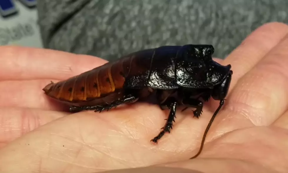 Name A Cockroach For Valentine’s Day Sweetie