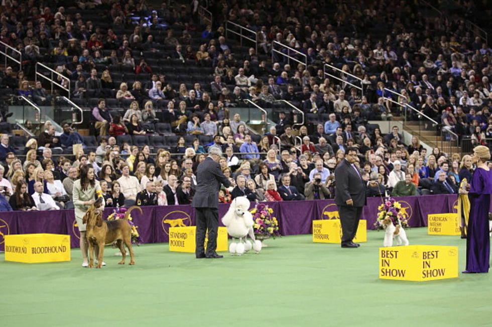 Here’s The Dog That Won the 143rd annual Westminster Kennel Club Dog Show