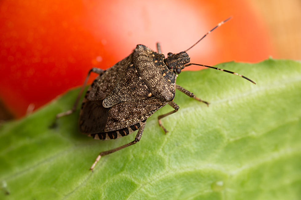 After This Past January, You May Never See A Stink Bug in Buffalo Ever Again