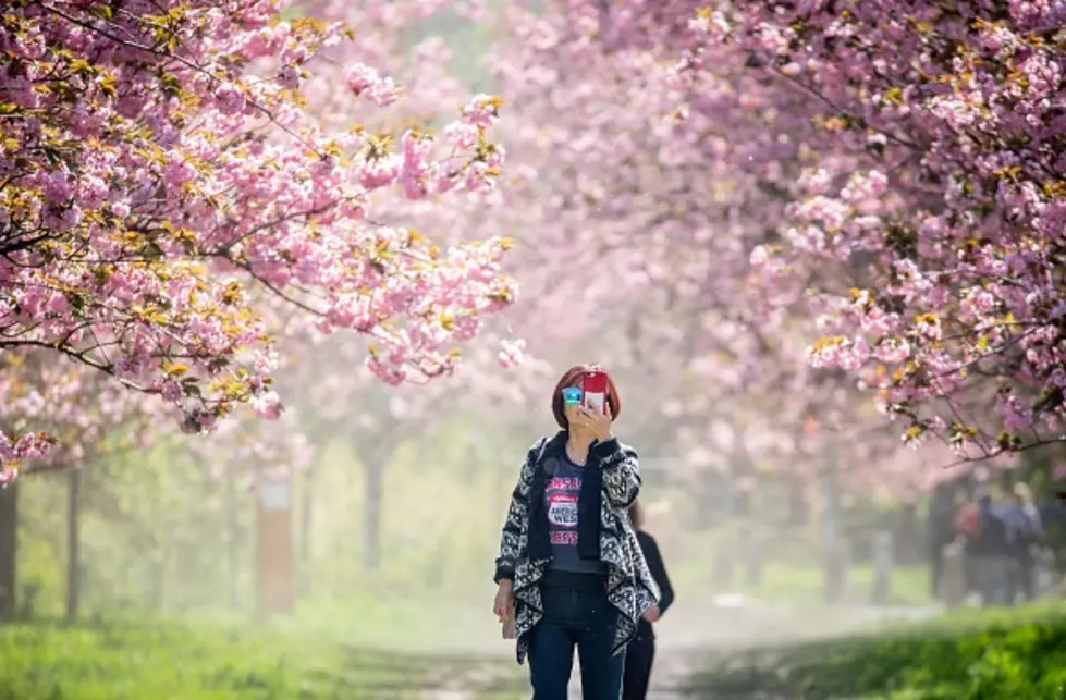Cherry Blossom Festival Sets Date