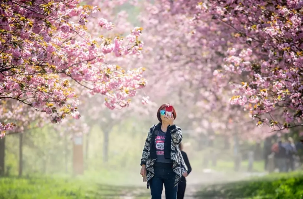 Buffalo’s Digital Cherry Blossom Festival Is Saturday