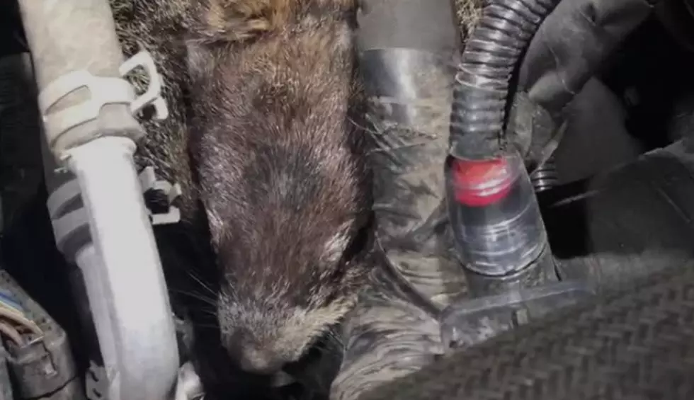 Look What They Found Under The Hood Of This Car in Lancaster [VIDEO]