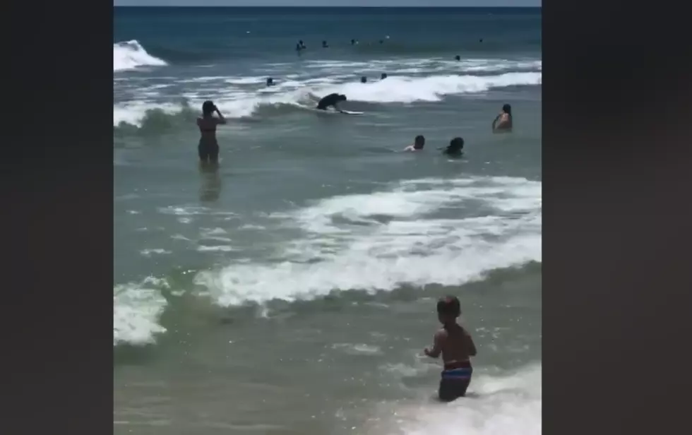 Check Out This Dog Surfing In The Gulf Of Mexico [VIDEO]