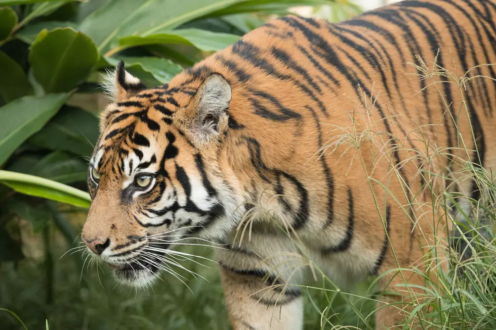 Tiger At Buffalo Zoo Passes Away