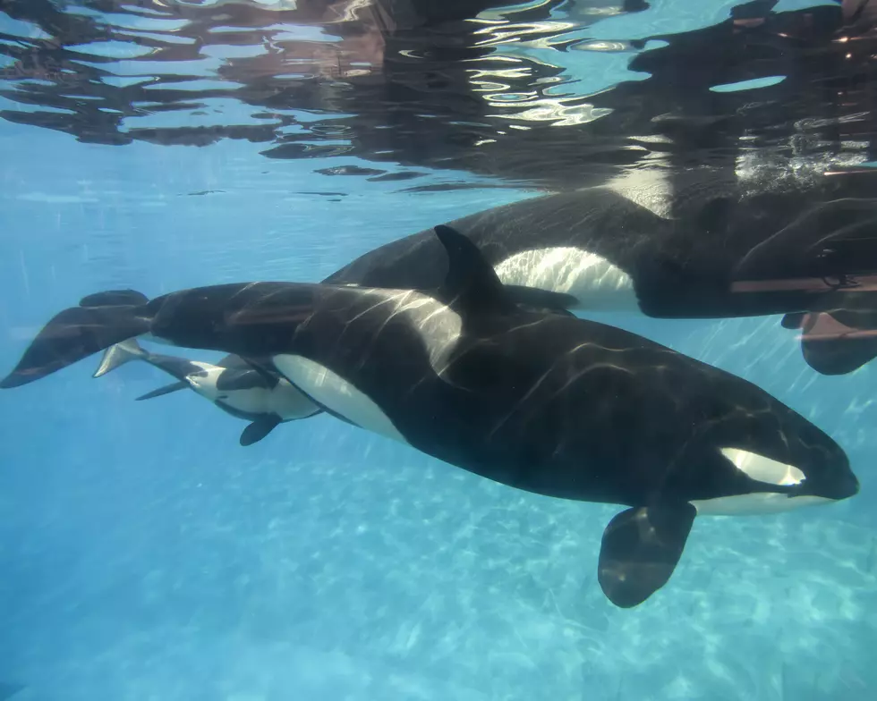Marineland Will No Longer Be Able To Keep Whales In Captivity