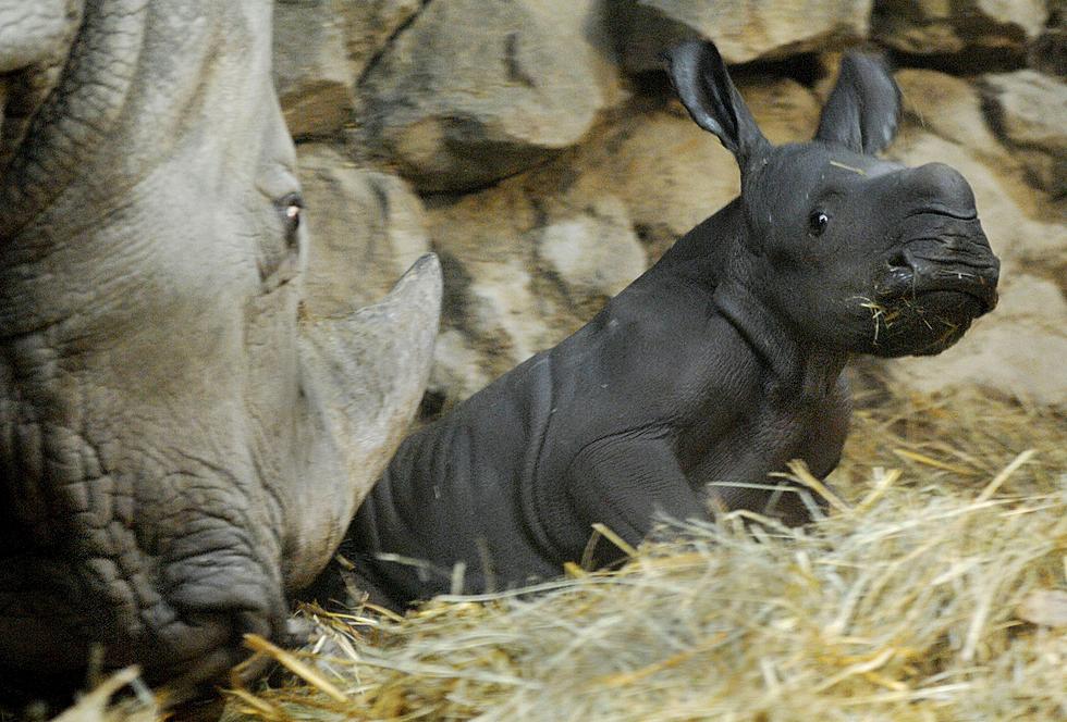 WATCH: First Video Of Baby Rhino At Buffalo Zoo