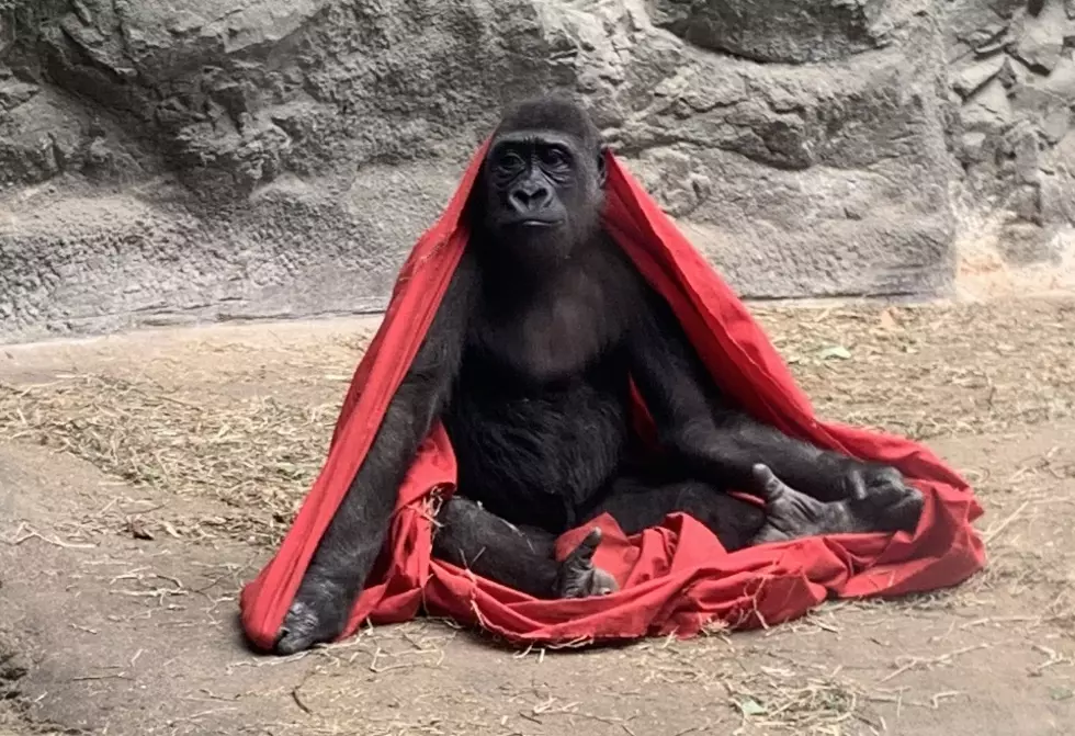 Gorilla Has A Real &#8216;Nope&#8217; Day At The Buffalo Zoo [VIDEO]