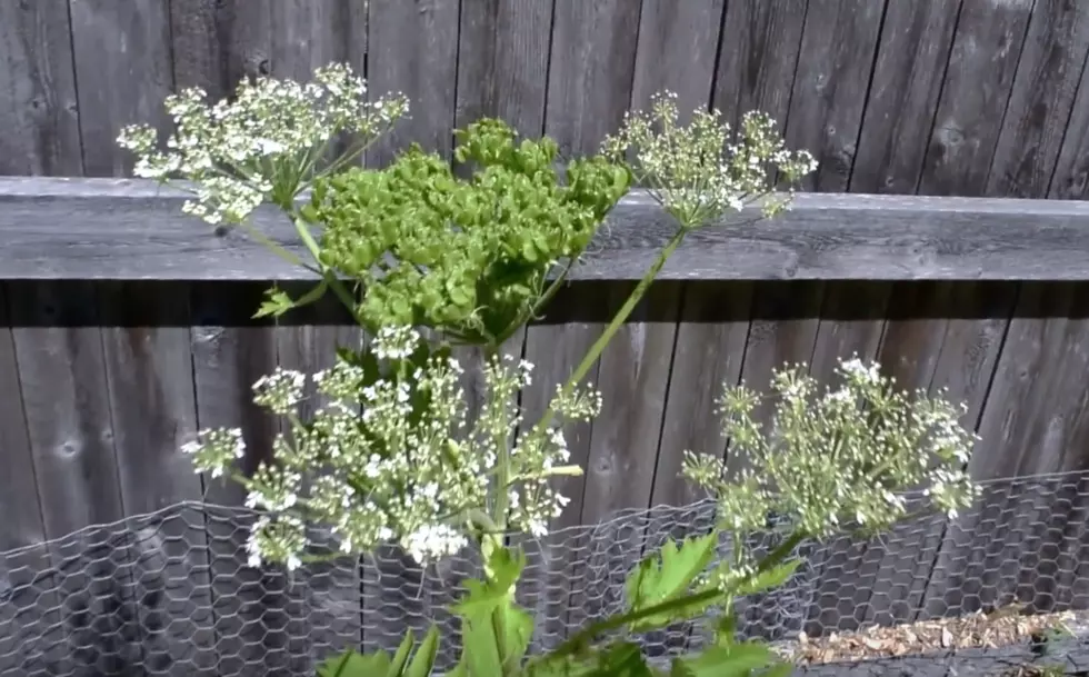 Photo: YoutTube/Wisconsin Wonder Garden