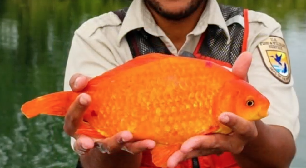 Giant Goldfish Found In Niagara River