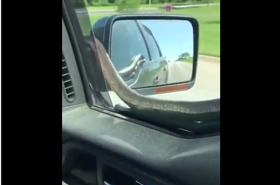Drivers Picks Up VERY Unusual Hitchhiker [VIDEO]