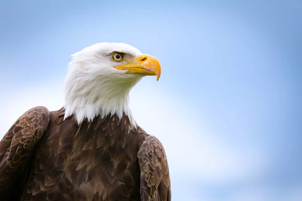 Beautiful Bald Eagle Spotted In WNY [PHOTO]