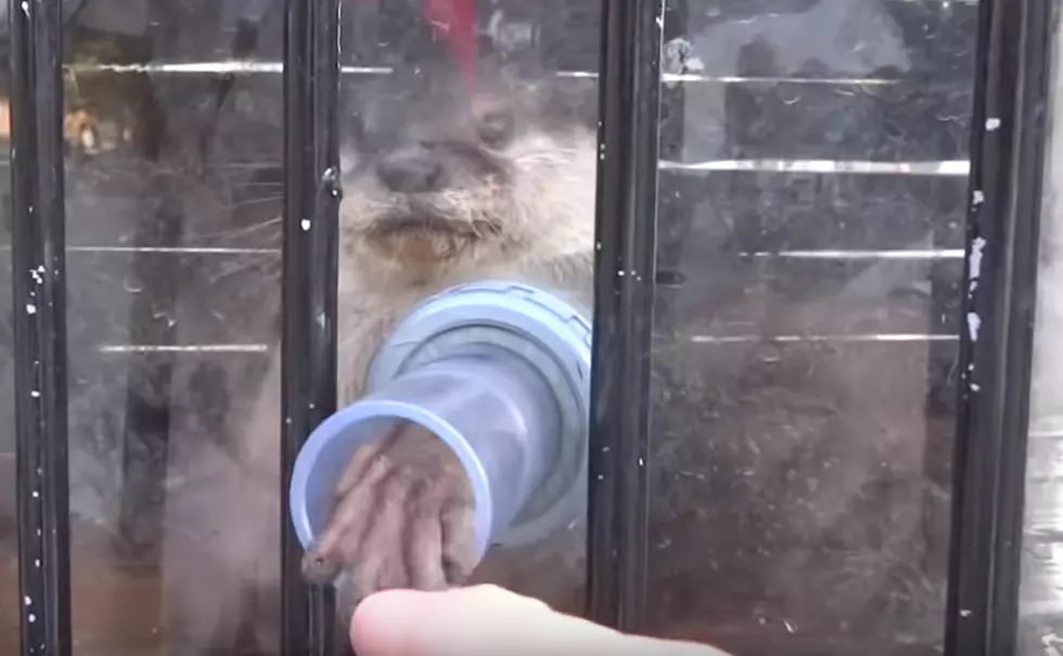 Check Out The Cutest Handshake Ever [VIDEO]