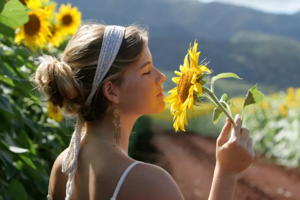 Popular Sunflower Field Plans Reopening Date In Western New York