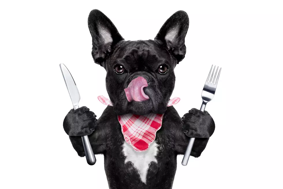 New York City Is Hosting It’s First Ever Dog Restaurant Week