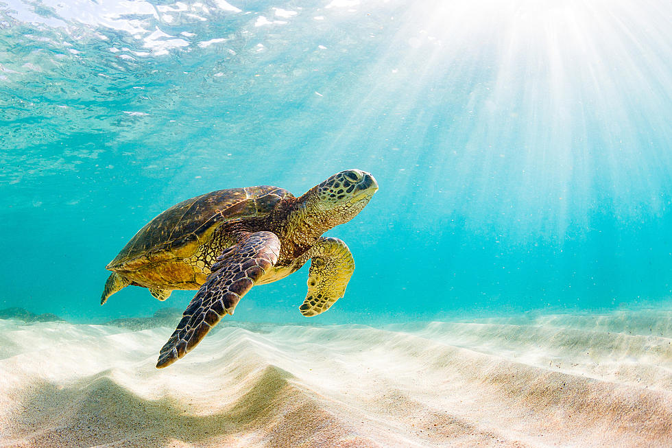Rare Two-Headed Sea Turtle Discovered [PHOTO]