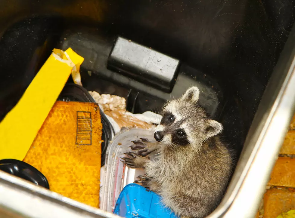 Raccoon Found In High School Vending Machine