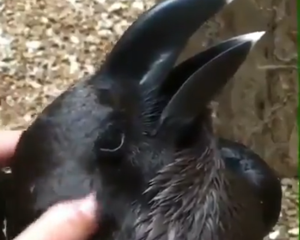 Is It A Bird Or A Bunny….You Decide