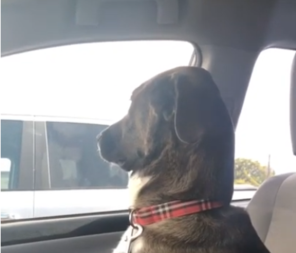 Dog Gives Mom Silent Treatment After Trip To Dentist [VIDEO]