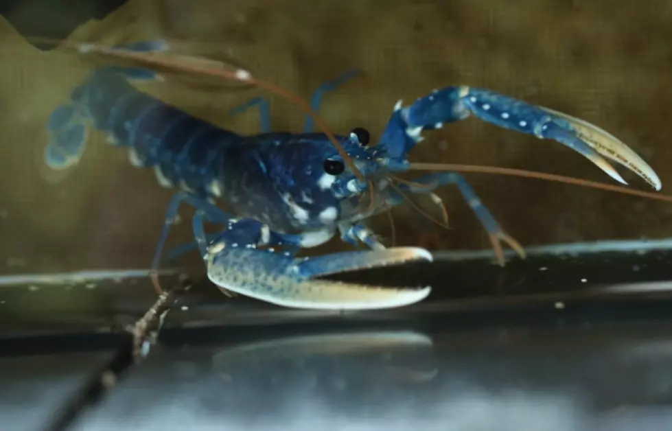 Man Finds A Blue Lobster For A Second Time [PHOTO]